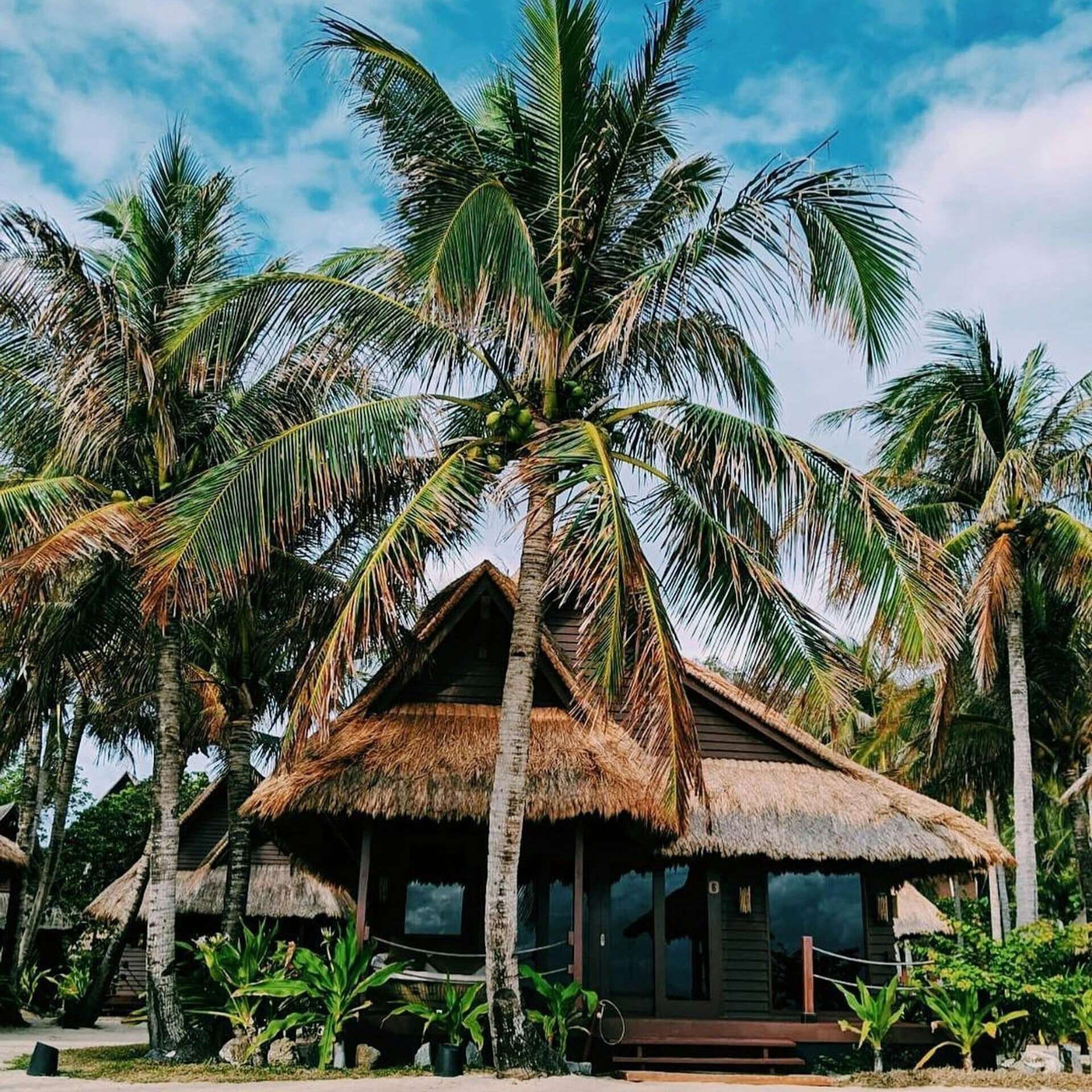 Pearl Palm Grove